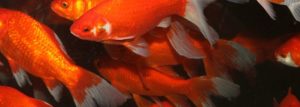 Fisk i havedammen guldfisk 1