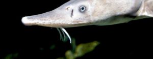 Fisk i havedammen stoer 1