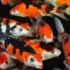 Fisk til havedammen koi karper Doitsu