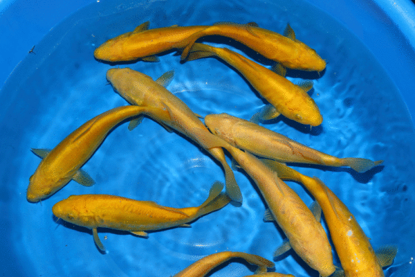 Fisk til havedammen koi karper Doitsu Karashigoi