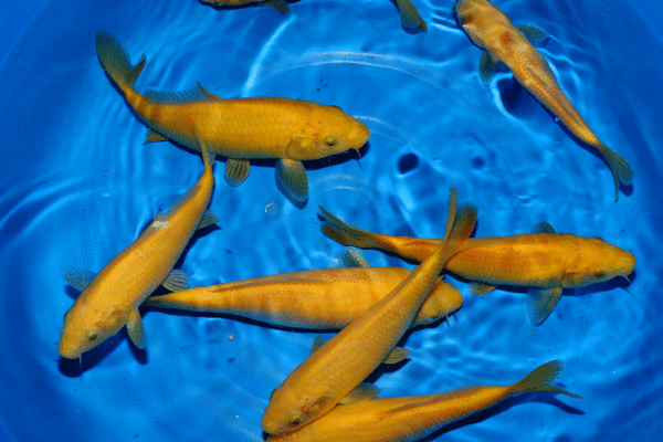 Fisk til havedammen koi karper Karashigoi