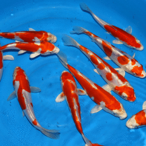 Fisk til havedammen koi karper Kikusui