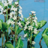 Planter til havedammen Bukkeblad