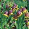 Planter til havedammen Fritillaria michailovskyi