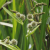 Planter til havedammen Grenet Pindsvineknop