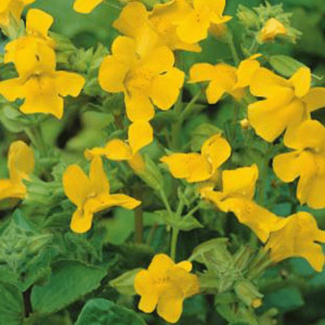 Planter til havedammen Gul Abeblomst