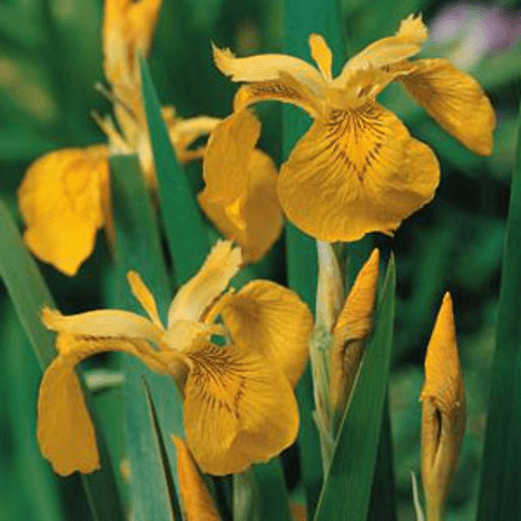 Planter til havedammen Gul Iris