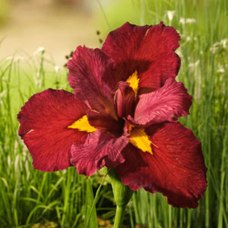 Planter til havedammen Iris Ann Chowning