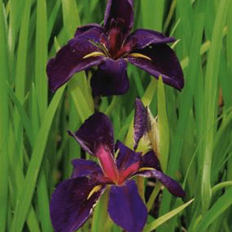 Planter til havedammen Iris louisiana hybrid Black Gamecock