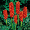 Planter til havedammen Italiensk Arum
