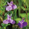 Planter til havedammen Lilla abeblomst