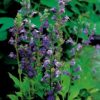 Planter til havedammen Lobelia siphilitica