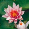 Planter til havedammen Noekkerose Fabiola