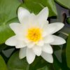 Planter til havedammen Noekkerose Gladstoniana