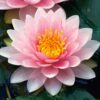 Planter til havedammen Noekkerose Hollandia