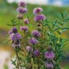 Planter til havedammen Preslia cervina Mentha cervina