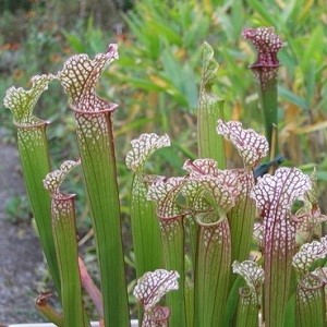 Planter til havedammen Sarracenia x stevensii