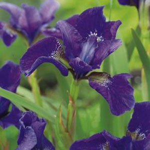 Planter til havedammen Sibirisk iris