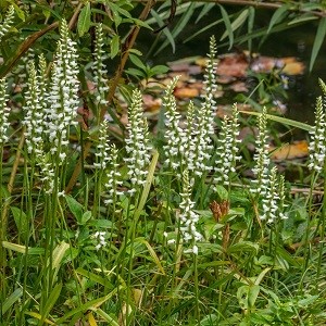 Planter til havedammen Skrueaks