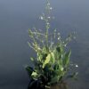 Planter til havedammen Vejbred skeblad