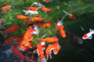 Superkoi fiskeafdeling 7