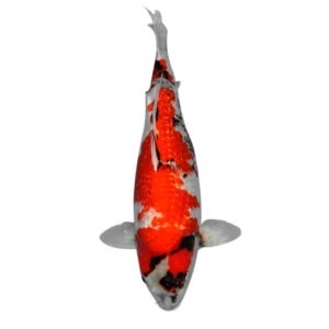 fisk havedam koi karper ginrin showa 1