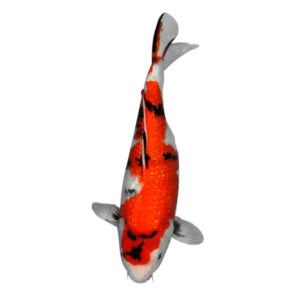 fisk havedam koi karper ginrin showa 3