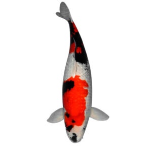fisk havedam koi karper ginrin showa