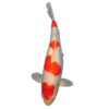 fisk havedam koi karper kohaku 1