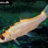 fisk til havedammen Guldsuder