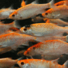 fisk til havedammen guldrudskalle