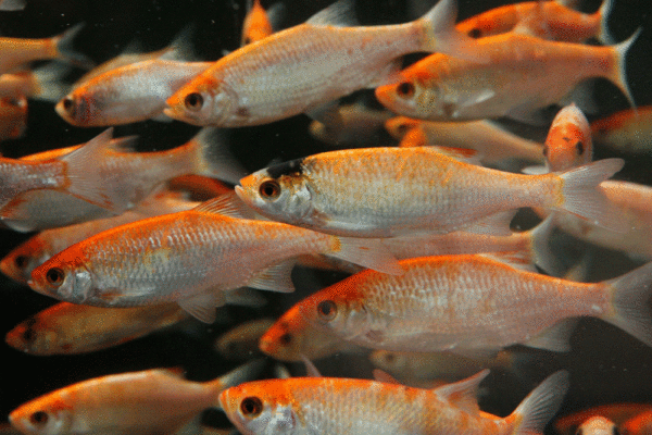 fisk til havedammen guldrudskalle