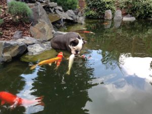 vandbassin havedam erhverv 3