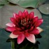 Planter til havedammen nøkkerose Perry almost black