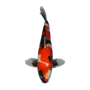 fisk til havedammen koi karper ginrin showa 1