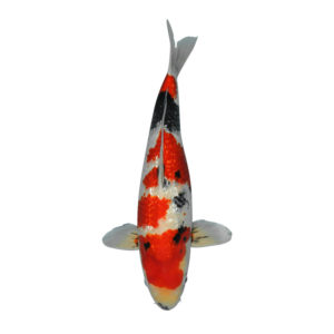 fisk til havedammen koi karper ginrin showa