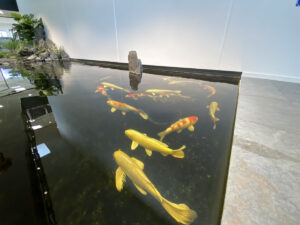 sommerfuglekoi i bassin