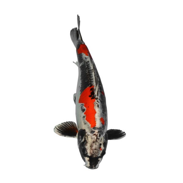 fisk til havedammen kikokuryu