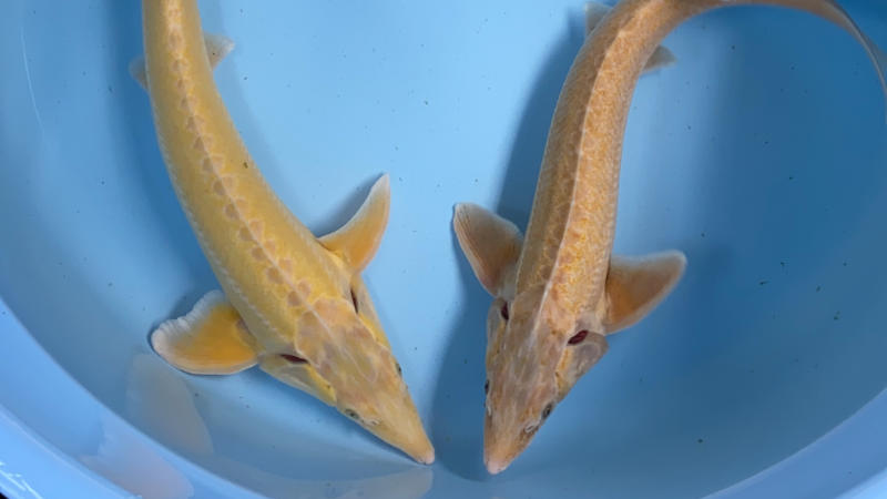 Albino sterlet 40 50