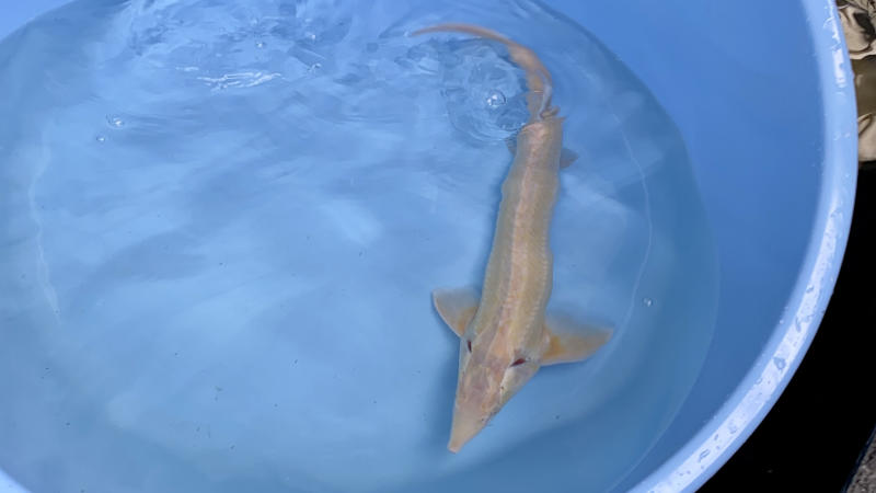 Albino sterlet 50 60