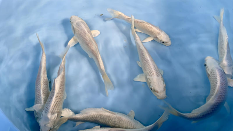 Platina koi