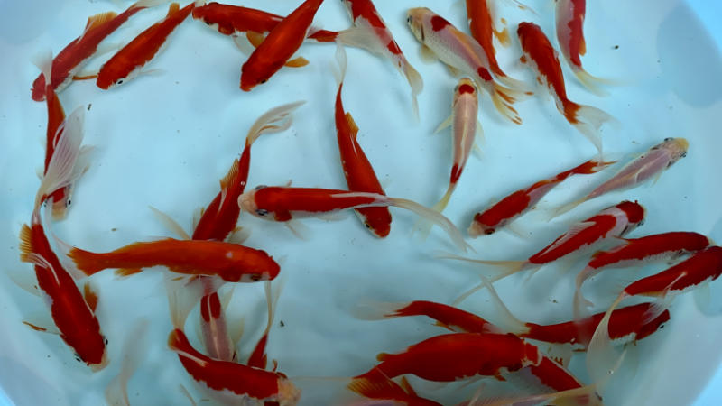 Sarasa guldfisk