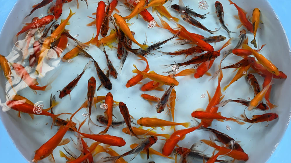 guldfisk mix