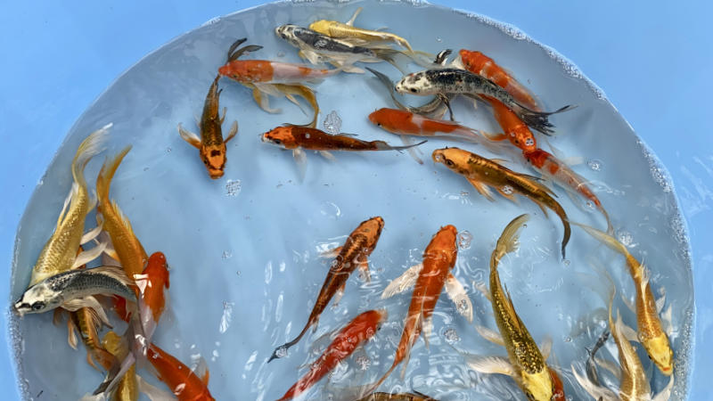sommerfuglekoi mix