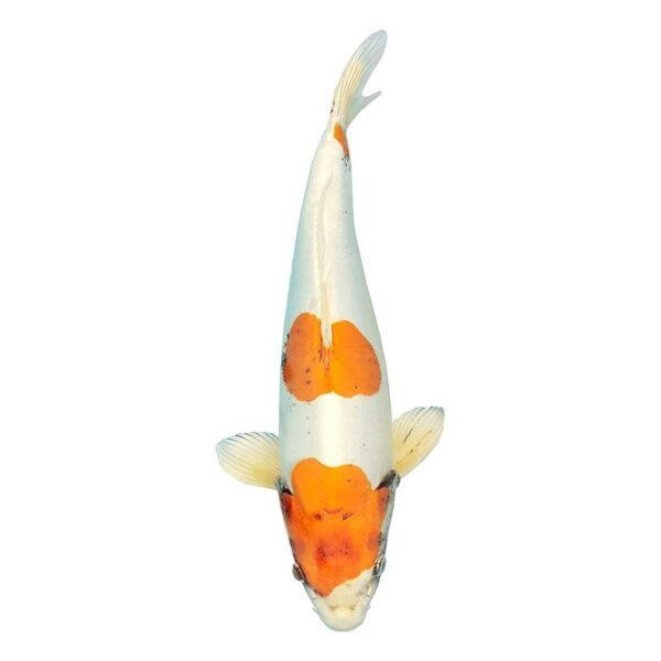 Super Koi Fisk 009 hvid