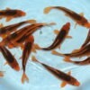 Fisk-til-havedammen-Aka-Matsuba