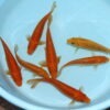 Fisk-til-havedammen-Doitsu-Red-Karashigoi