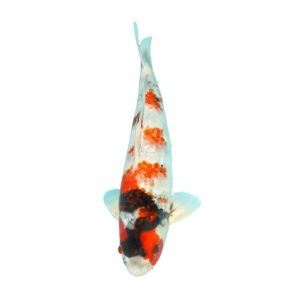 Fisk til havedammen koi Ginrin Showa 1 JJ