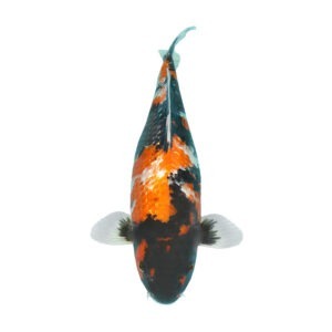 Fisk til havedammen koi Ginrin Showa 2 JJ