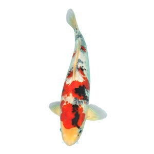 Fisk til havedammen koi Ginrin Showa 4 JJ